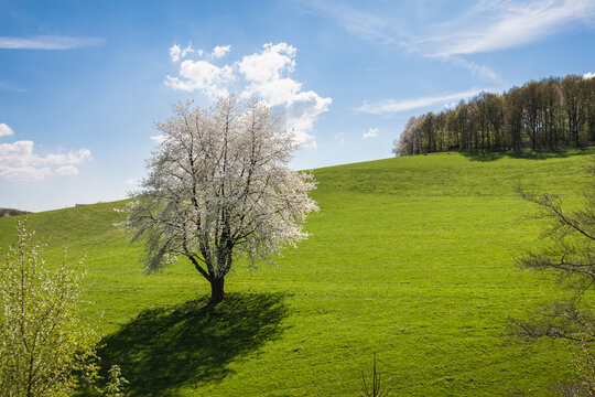 einsamer Baum in der Fr&uuml;hlingsbl&uuml;te