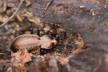 Macro image of an insect in Germany
