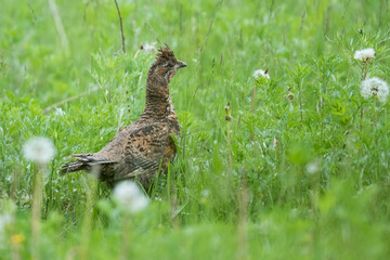 Hazel Grouse - Haselhuhn - Bonasa bonasia ssp. sibiricus, Russia (Baikal), adult, female