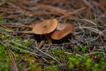 Setas de bosque en otoño en la Comunidad de Madrid