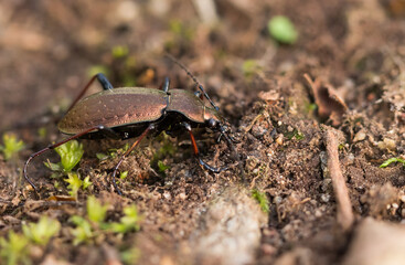 Macro image of an insect in Germany
