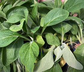 close up of green Foxglove leaves © samantha