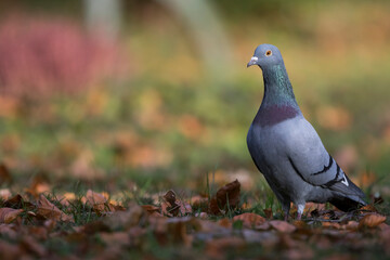 Feral Pigeon - Straßentaube -  Columba livia domestica, Germany (Baden-Württemberg), adult