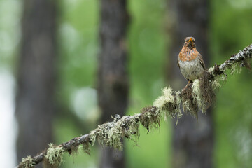 Red-throated Thrush - Rotkehldrossel - Turdus ruficollis, Russia (Baikal), adult, female
