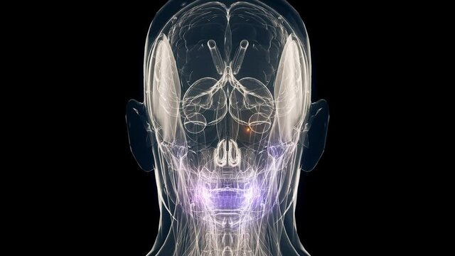 Creative Male Head Anatomy. High quality 4k footage