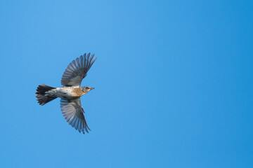 Fieldfare - Wacholderdrossel - Turdus pilaris, Germany (Niedersachsen), migrating, adult