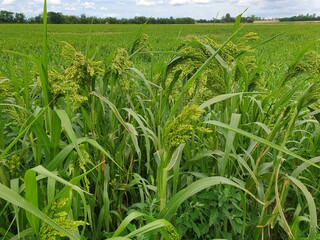 Fototapeta premium Proso millet field in Burgenland, Austria