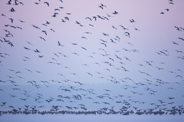 Tundra Bean Goose - Tundra-Saatgans - Anser fabalis ssp. rossicus, Germany (Brandenburg), flock with Greater White-fronted Geese