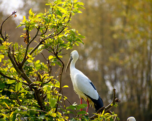 Ranganathittu Bird Sanctuary,Karnataka,India: Asian openbill or Asian openbill stork (Anastomus oscitans) resting on tree on kaveri river bank