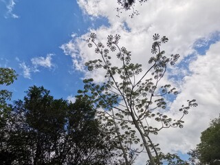 tree in the sky