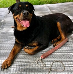 Fototapeta premium Rottweiler laying down outside on a mat with her tongue out.