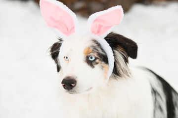 Australian shepherd with rabbit ears rim close up portrait.
