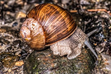 Portrait of a Burgundy Snail (Helix pomatia)