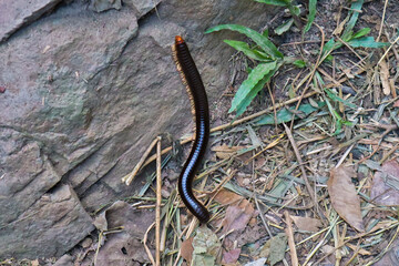 Giant bronw millipede in tropical rainforest of Thailand