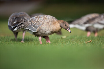 Pink-footed Goose - Kurzschnabelgans - Anser brachyrhynchus, Germany (Baden-Württemberg), adult
