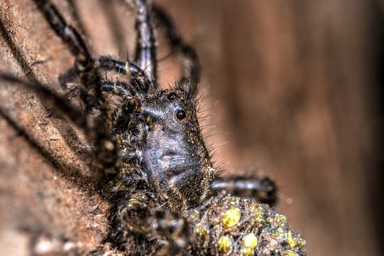 Close-up of a Female Wolf Spider with Hatched Spiderlings