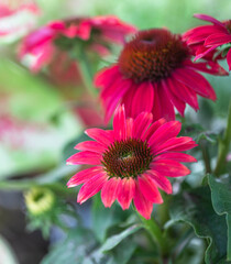 Macro of Raspberry colored coneflowers, echinacea, on a green background. 