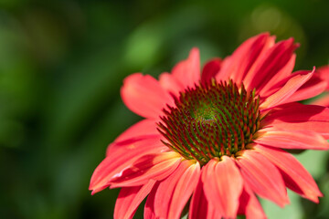 Macro of Raspberry colored coneflowers, echinacea, on a green background. 