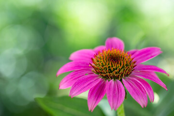 Macro of pink coneflowers, echinacea purpurea, in a prairie garden