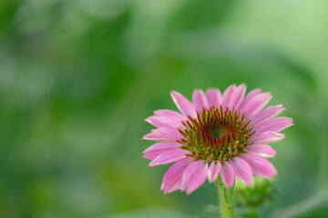 Obraz premium Macro of pink coneflowers, echinacea purpurea, in a prairie garden
