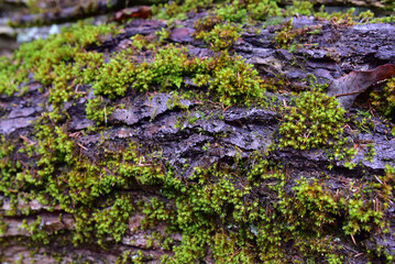 The bark of an old tree is covered with green moss