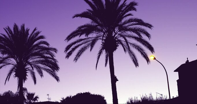 Silhouette Of Palm Trees Against Purple Night Sky - DCi 4K Resolution
