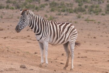 Fototapeta na wymiar Steppenzebra im Addo-Nationalpark, Südafrika. Das Steppenzebra ist die häufigste Zebra-Art in Afrika.