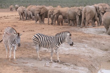 Fototapeta na wymiar Steppenzebra im Addo-Nationalpark, Südafrika. Das Steppenzebra ist die häufigste Zebra-Art in Afrika.