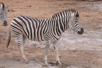 Obraz na płótnie Canvas Steppenzebra im Addo-Nationalpark, Südafrika. Das Steppenzebra ist die häufigste Zebra-Art in Afrika.
