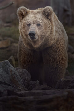 Himalayan Brown Bear