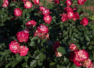 Roses spring blooming in the park. Rosa Jubile du prince de Monaco flower bed. Flowers of fuchsia...