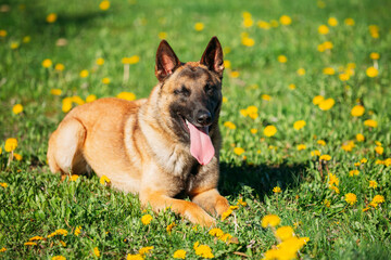 Malinois Dog Sitting Outdoors In Green Spring Meadow With Blooming Dandelion Flowers. Belgian Shepherd Dog Resting In Green Grass. Belgian Sheepdog, Shepherd, Belgium, Chien De Berger Belge Dog