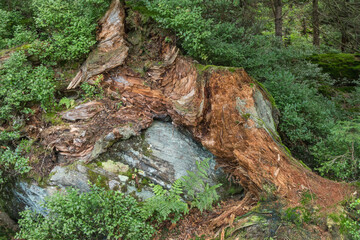 Vermodernder Baumstumpf