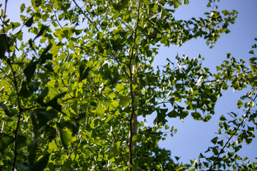 Fototapeta na wymiar Subtropical trees in the Caucasus Mountains of Sochi, hot summer day.