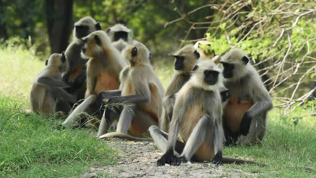 Full shot of Gray langurs or Hanuman langurs family during safari at ranthambore national park or tiger reserve rajasthan india