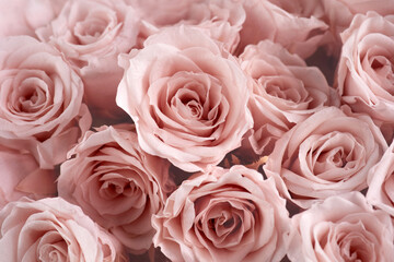 Pink roses background. Close up roses bunch.