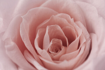 Fototapeta na wymiar Pink roses background. Close up roses bunch.