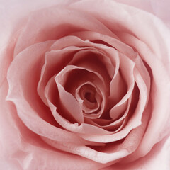 Pink roses background. Close up roses bunch.