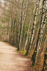 A wide sandy path in the wood is bordered by leaning birch trees.