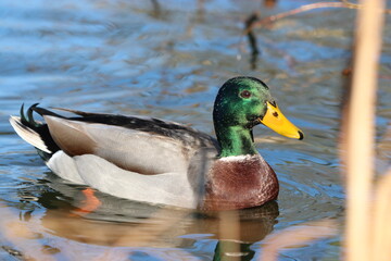 Canard colvert male