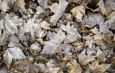 Frozen autumn leaves