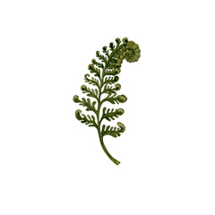 Beautiful fern hand drawn realisric illustration on white background isolated