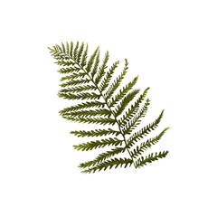 Beautiful fern hand drawn realisric illustration on white background isolated