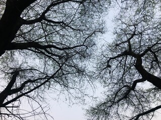 tree and sky