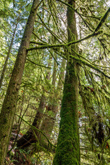 Obraz premium moss and trees in the rainforest