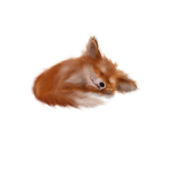 Sleeping cute fox realistic hand drawn illustration on white background isolated