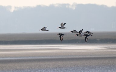 Huitriers pies en baie de somme