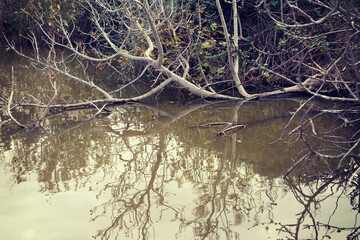 Reflection of a tree falling into the water