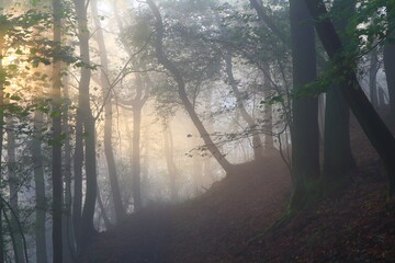 misty morning in the forest