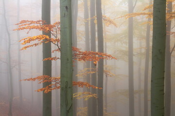 beech trees in the fog
